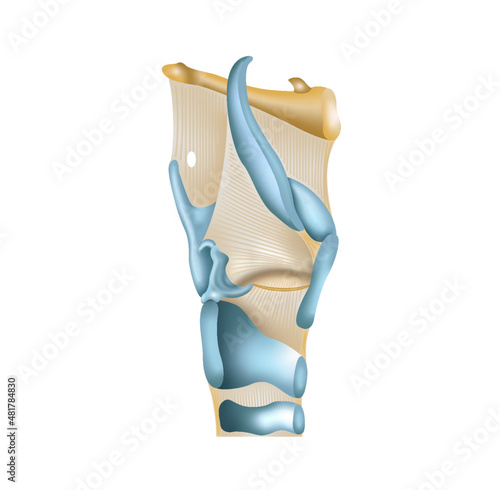 Larynx lateral view