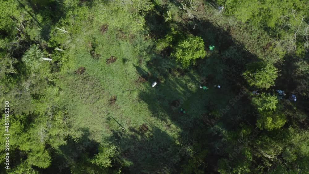 Aerial birdseye flying over group of unrecognizable people planting tree seedlings Aerial birdseye flying over group of unrecognizable people planting tree seedlings