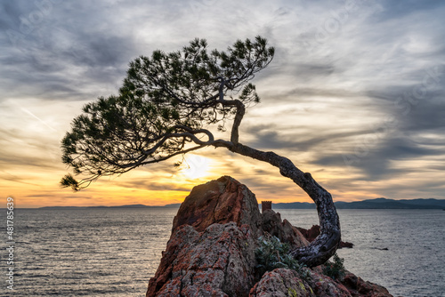 pine tree on a rock with the sunset in the background.