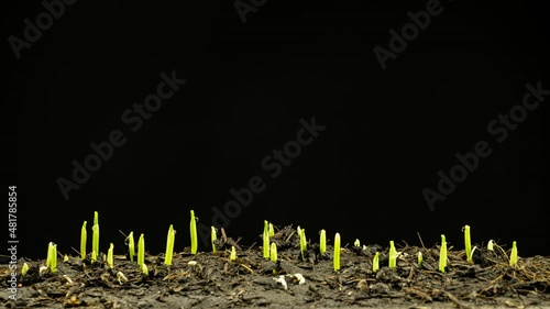 Corn plant growing timelapse. Grain seeds growing from the ground in soil. New life and agriculture. Time lapse corn plant like new life. B roll time lapse.