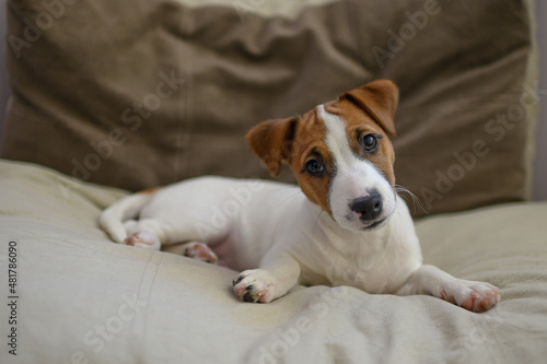 jack russell dog looks intently © Yuliya