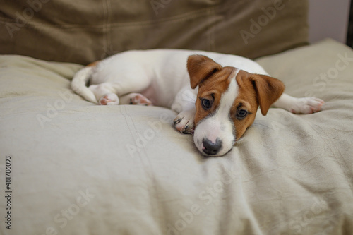 Fototapeta Naklejka Na Ścianę i Meble -  Jack Russell dog puppy sleeps on a large beige pillow