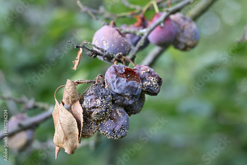 Fotografie Mummification disease called brown rot or blossom blight disease on damson plums