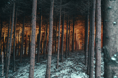 Fototapeta Naklejka Na Ścianę i Meble -  Światło słoneczne w gęstym lesie