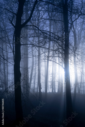 Beech forest with tall trees in Iserlohn Sauerland Germany. Misty and foggy atmosphere on a winter afternoon with sun flashing though the trunks creating a spooky and mystic scene in dark blue wood