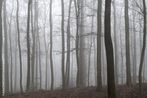 Beech forest panorama with tall trees (Fagus) in Iserlohn “Stadtwald“ Sauerland Germany. Misty and foggy atmosphere on a winter day. Pastell hazy and natural colors of autumn season scenery.