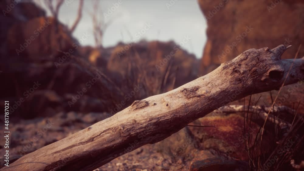 dry dead tree branches and mountain ridge dry dead tree branches and mountain ridge