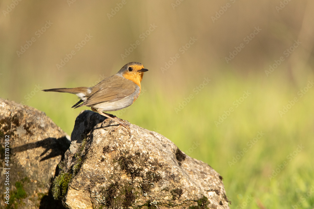 European robin with the last light of the day in a pine and oak forest in winter European robin with the last light of the day in a pine and oak forest in winter