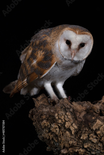 Barn owl on his favorite night hunting watchtower on a cold dark winter night