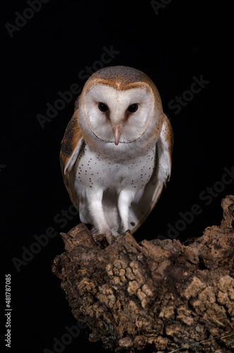 Barn owl on his favorite night hunting watchtower on a cold dark winter night