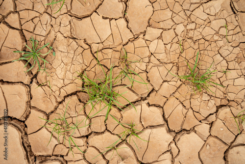 texture of dry mud on arid ground with cracks and growing grass.