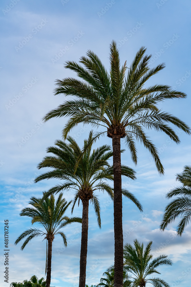 palm trees with blue sky with clouds in the background.