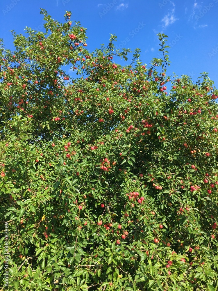 apples on a tree apples on a tree