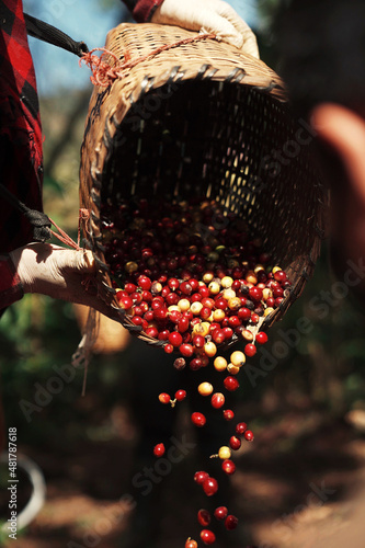 Organic Robusta and arabica coffee berries beans farmer harvest in coffee plantation
