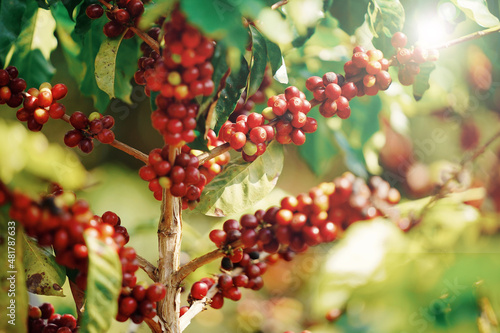 Organic Robusta and arabica coffee berries beans coffee tree concept.