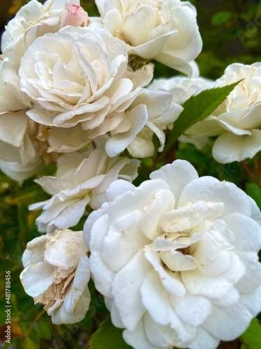 bouquet of white roses © Анастасия Казанская