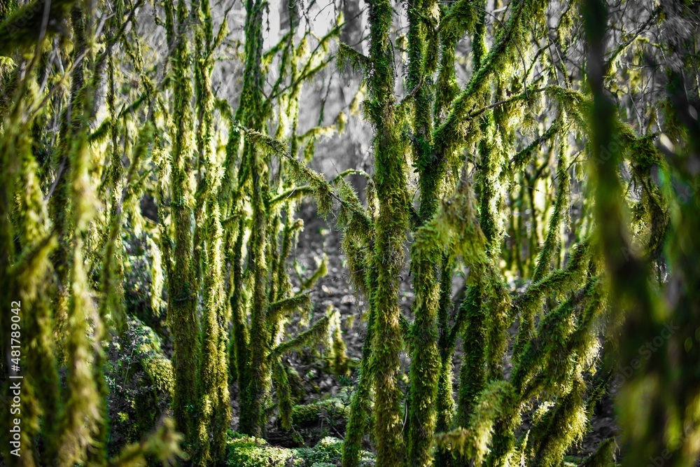 Fototapeta premium Forêt moussue