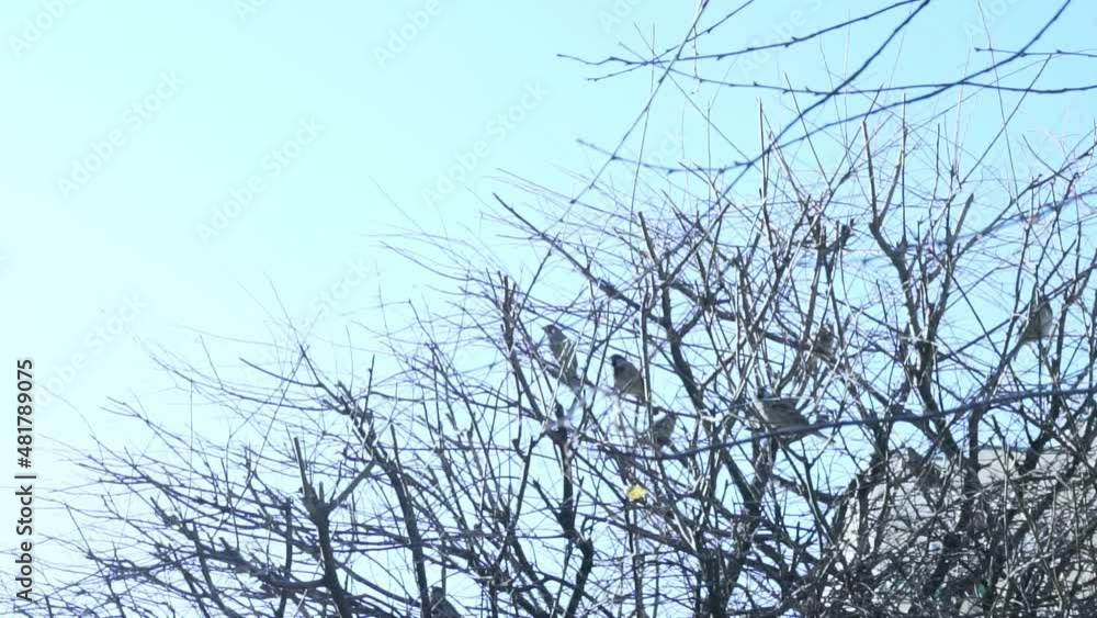 Birds Titmouse and Sparrows Sit on Tree Branches, Close up. Birds Fly From Bare Tree Branches. Birds Titmouse and Sparrows Sit on Tree Branches, Close up. Birds Fly From Bare Tree Branches.