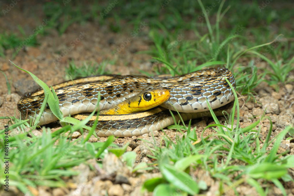 Obraz premium Buff striped keelback, Amphiesma stolatum, Satara, Maharashtra, India