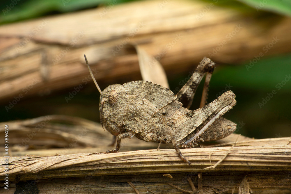 Grey hooded grasshopper, Teratodes species, Satara, Maharashtra, India Grey hooded grasshopper, Teratodes species, Satara, Maharashtra, India