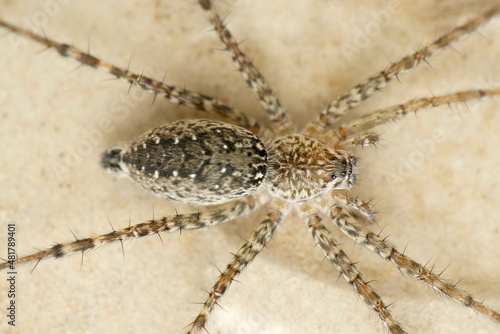 Closeup of Hippasa holmerae, Lawn wolf spider, Satara, Maharashtra, India