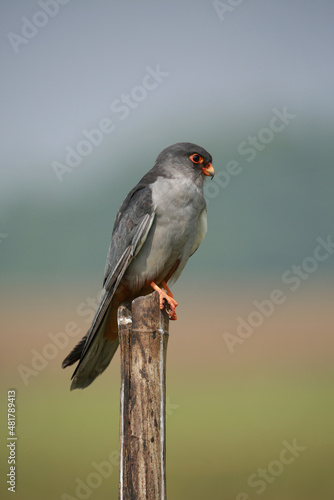 Amur falcon, Falco amurensis. It breeds in south-eastern Siberia and Northern China before migrating in large flocks across India and over the Arabian Sea Lonavala India