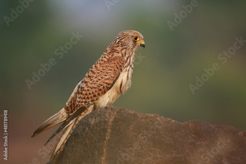 Female common kestrel, Falco tinnunculus, Satara, Maharashtra, India