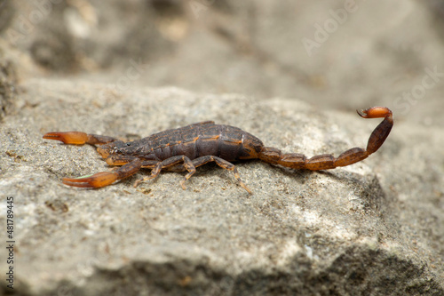 Lychas Scorpion species, Satara, Maharashtra, India