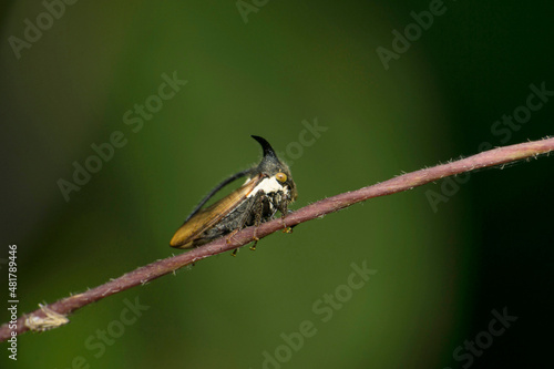 Horn treehopper, Ceresa species, Satara, Maharashtra, India photo
