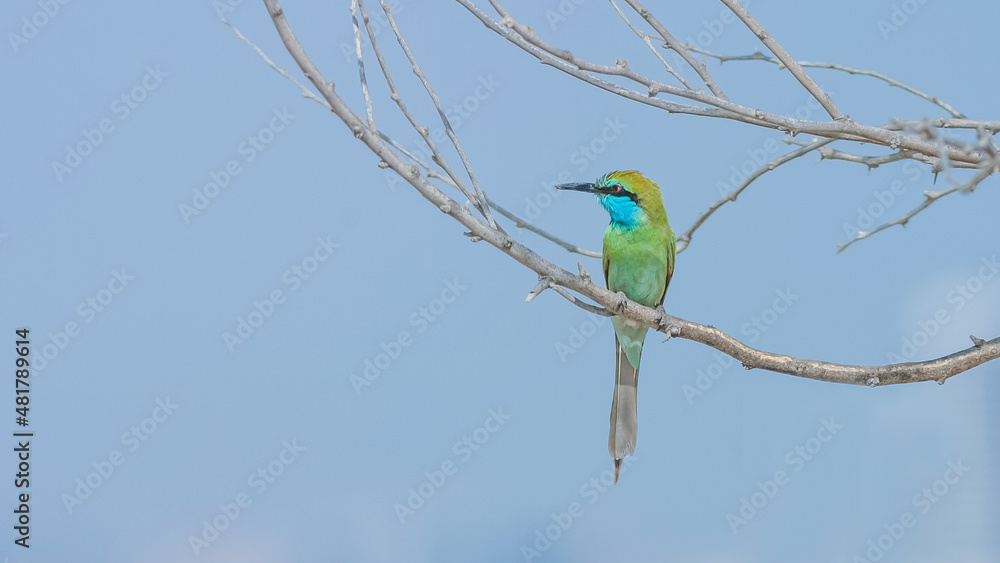Fototapeta premium The Asian Green Bee-Eater
