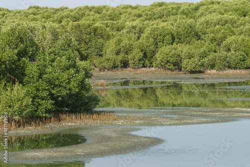 Canvas Print Mangroves Growing in Dubai