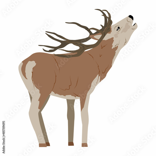 Male red deer Isolated on white background. noble deer. vector illustration