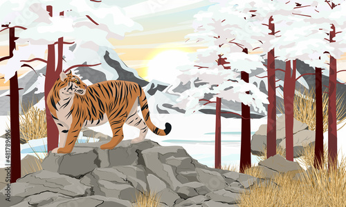 Bengal tiger stands in Mountain valley in winter. Large stones, dry grass and tall pine trees covered with snow. Realistic vector landscape