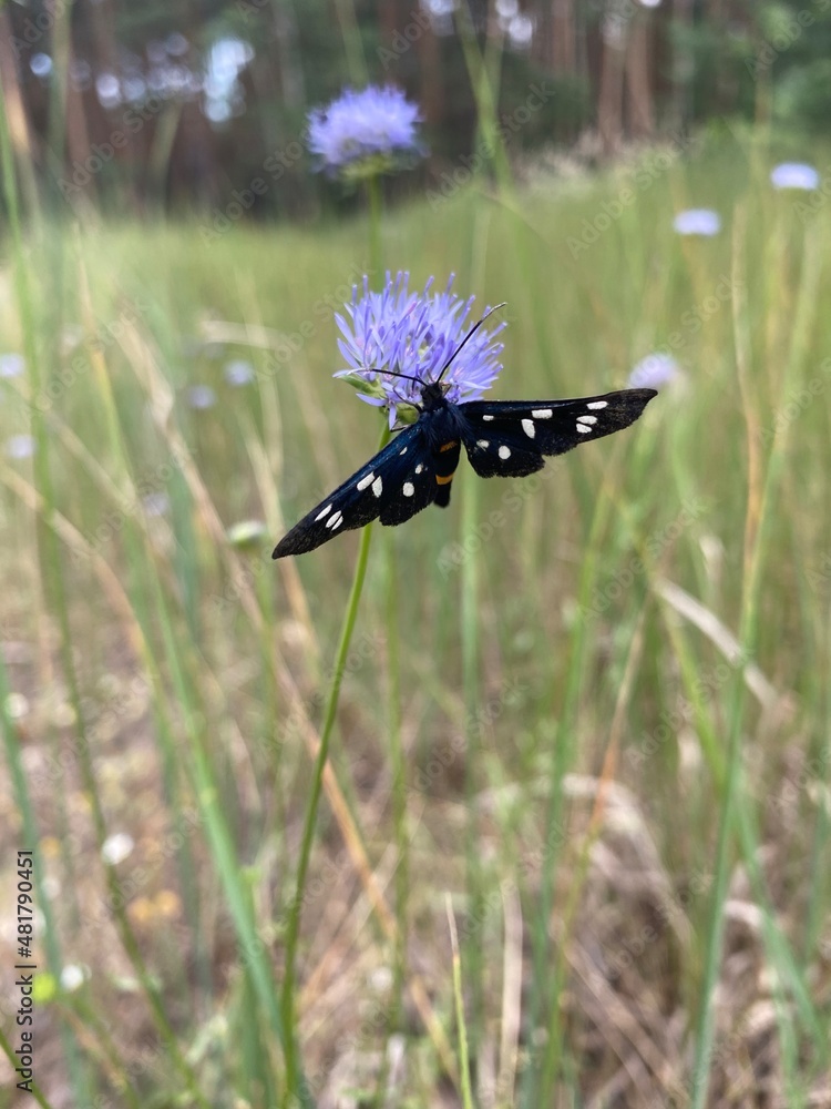 Fototapeta premium butterfly