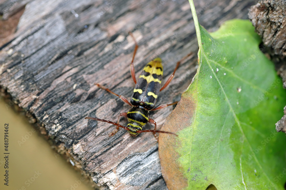 Fototapeta premium Macro photo of a long horn beetle - Plagionotus detritus. Beetle on oak bark.