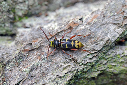 Macro photo of a long horn beetle - Plagionotus detritus. Beetle on oak bark. © Tomasz