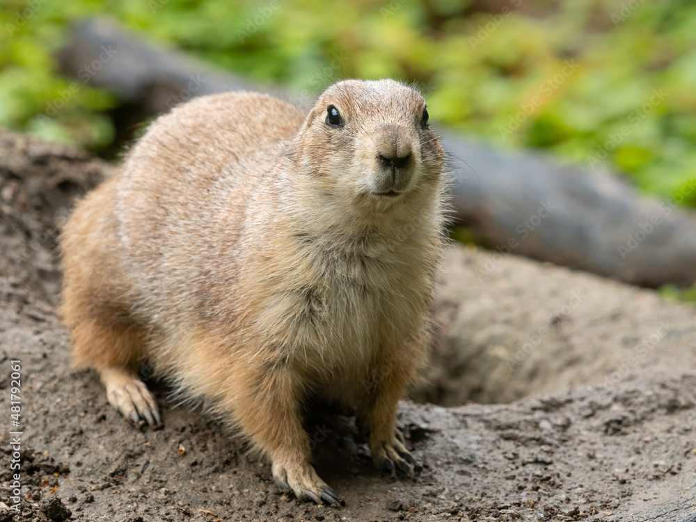 A black tailed prairie dog beside its burrow A black tailed prairie dog beside its burrow
