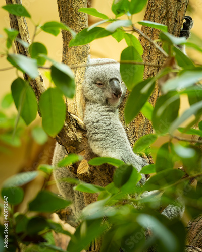 Photography A cute little koala sitting on a tree in a zoo