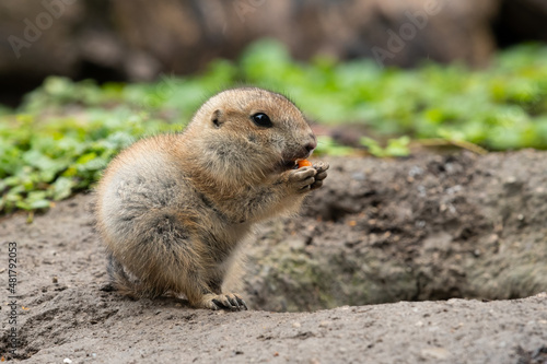 A very young black tailed prairie dog eating