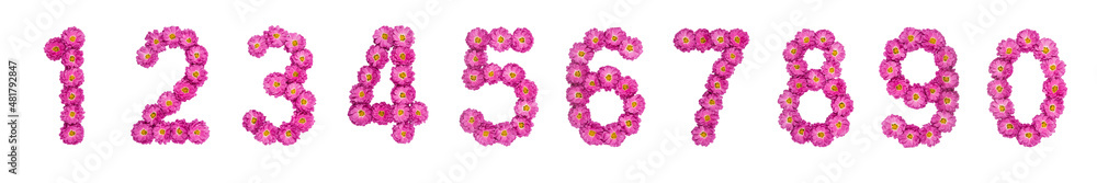 Set of arabic numbers from natural pink flowers of chrysanthemum, isolated on white background