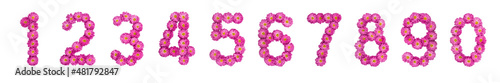 Set of arabic numbers from natural pink flowers of chrysanthemum, isolated on white background