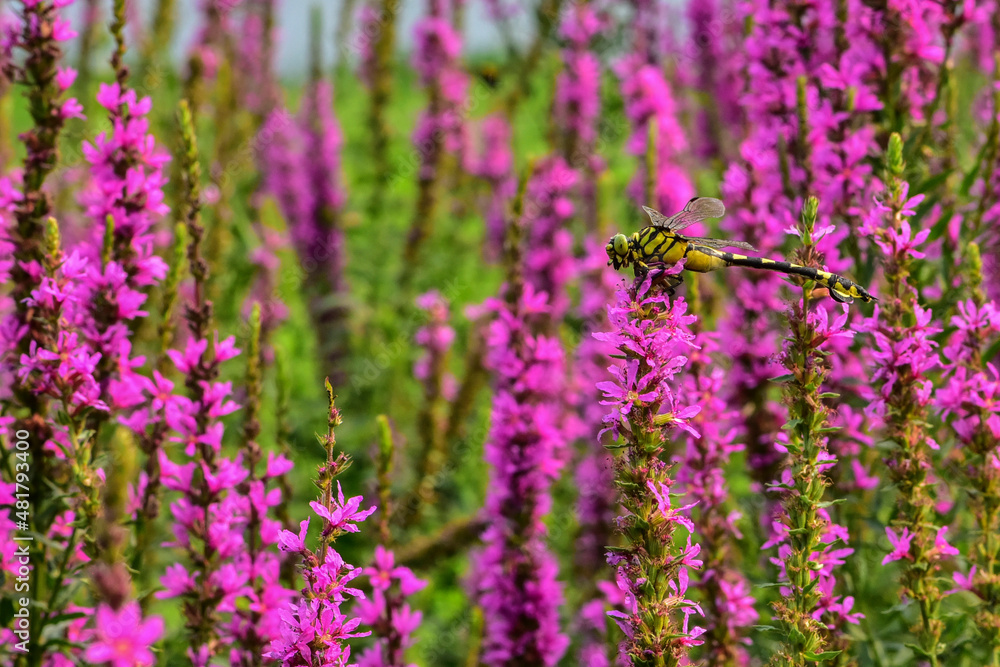 Fototapeta premium Insects inhabiting wild plants