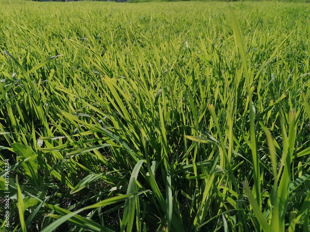 luscious green grass bathed in the rays of the sun, close-up luscious green grass bathed in the rays of the sun, close-up