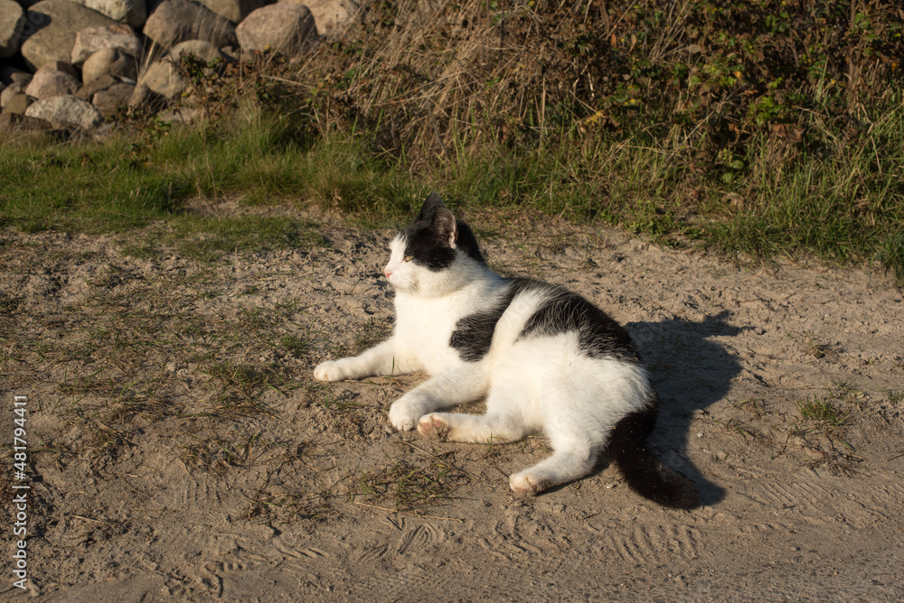 cat lies on the beach