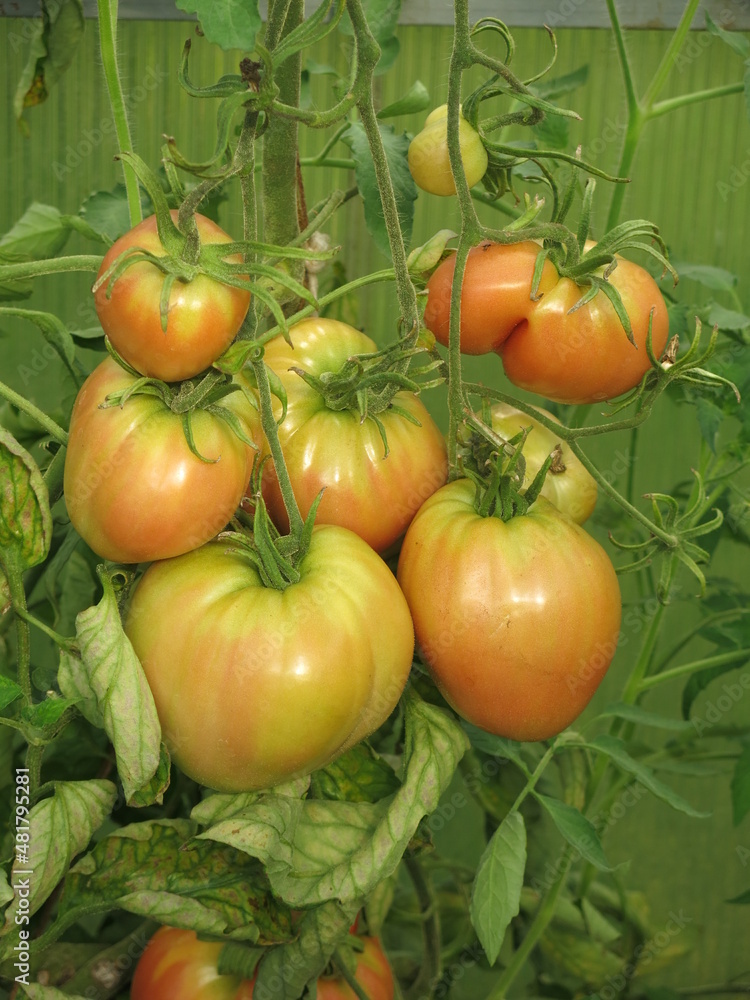 eco-friendly green and red tomatoes ripen on bushes in the garden