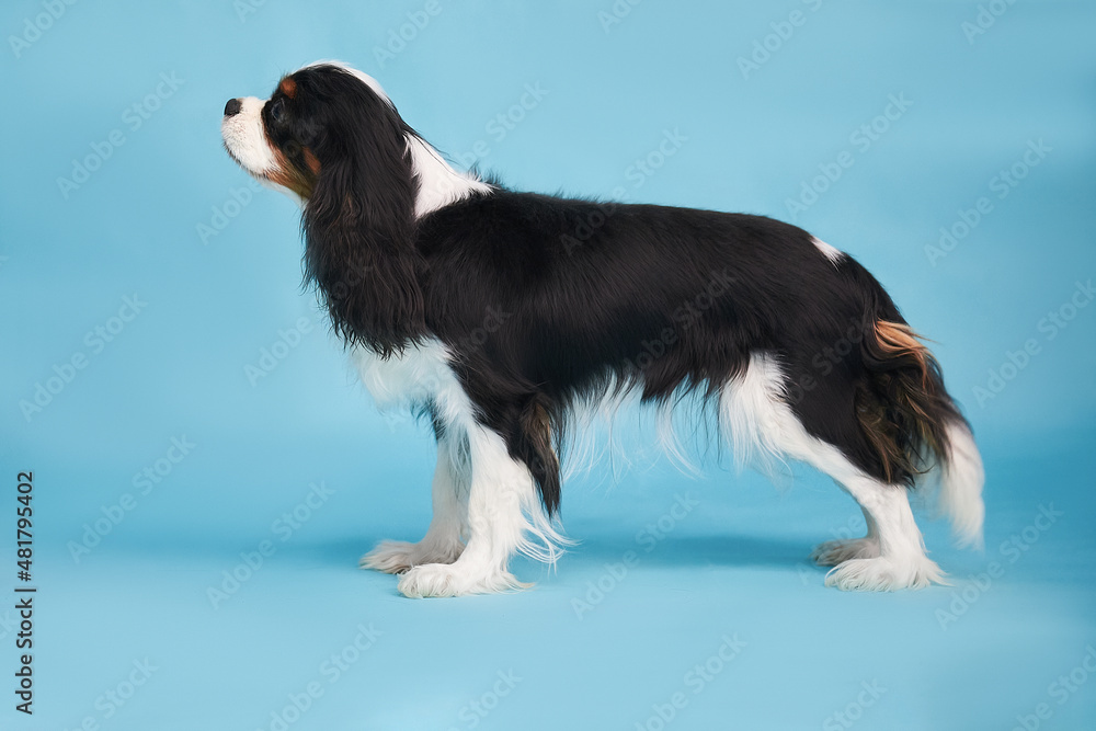 Dog breed cavalier king charles spaniel tricolor color in a wedding stand on a blue background