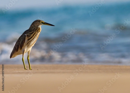 Pond heron on the beach. Ardeola grayii. The Indian pond heron or paddybird is a small heron.