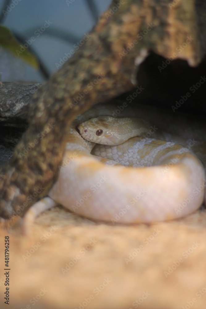 Fototapeta premium close up of a snake