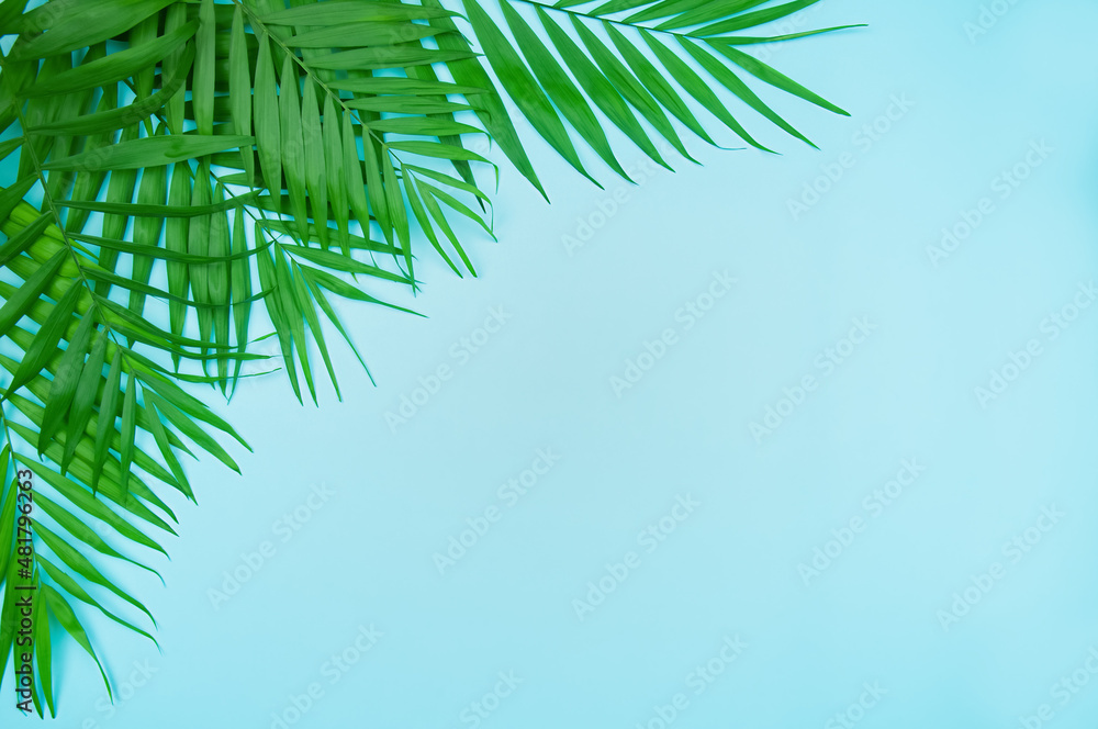 Palm leaves on blue background, top view with copy space Palm leaves on blue background, top view with copy space