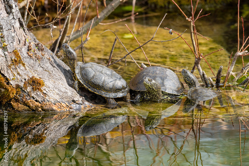 Schildkröten am sonnen
